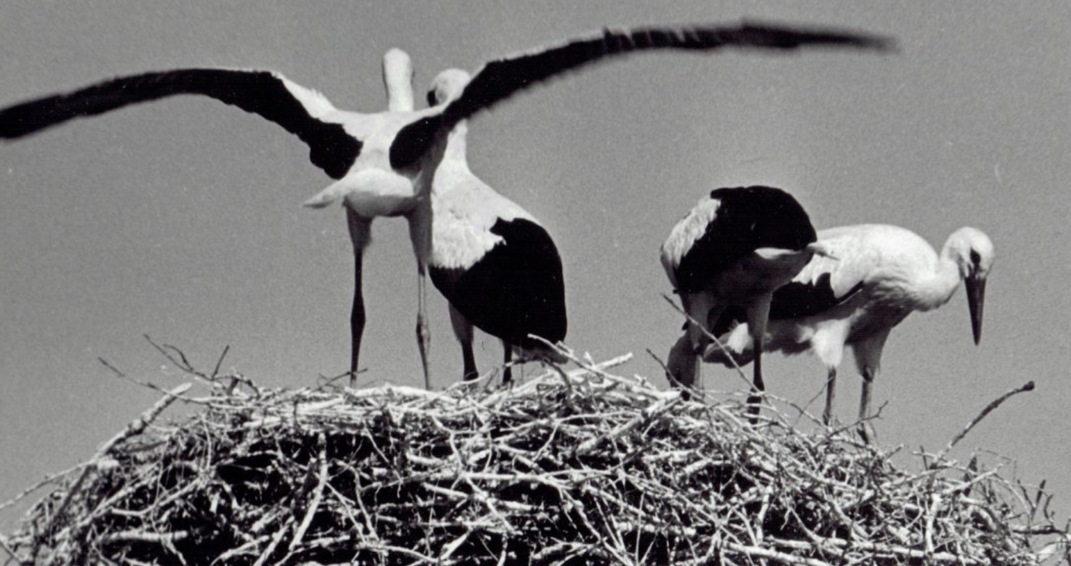 Лекція «Білі cкелі Вінниці»