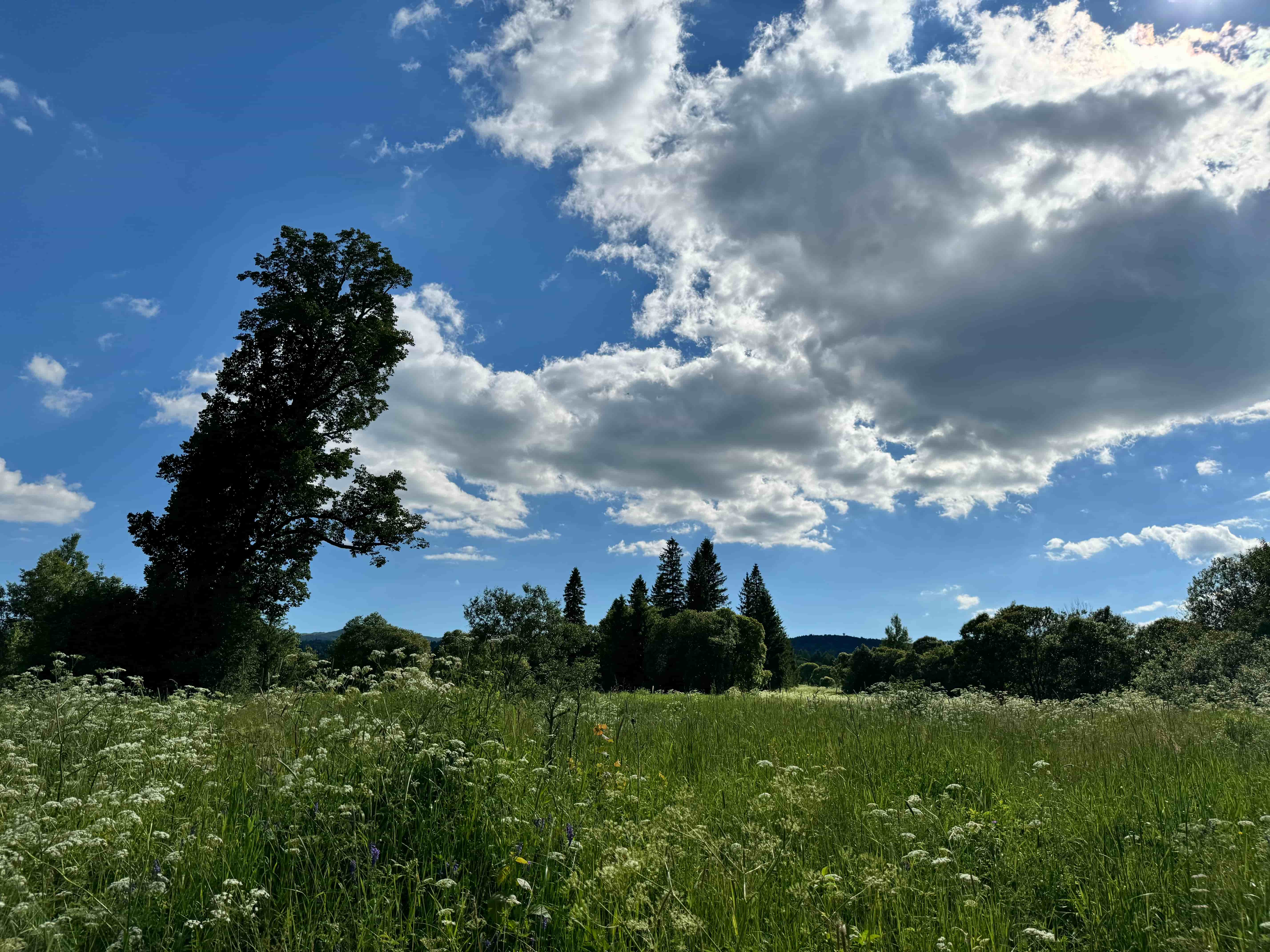 Notes from the Field: Entangled History-Writing in Wartime Ukraine